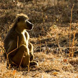 Cocktail Hour Under the Tree of Forgetfulness